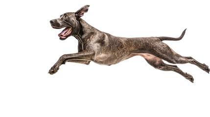 Obraz premium Great Dane Leaping with Joy and Energy, Showcasing Its Massive Frame and Athletic Build in Motion