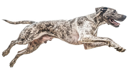 Fototapeta premium Great Dane in mid-air leap showcasing its powerful body and athletic grace against a transparent background