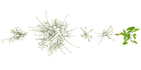 Collection of Scirpus plants on transparent background from the top view © Saifstock