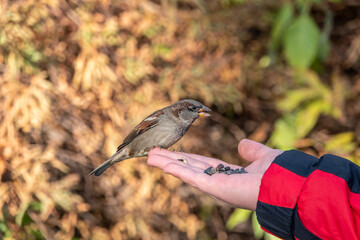 Sparrow eats seeds from a man's hand