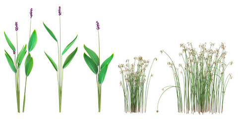 Collection of Scirpus,Thalia plants on transparent background © Saifstock