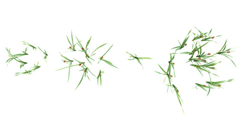  Collection of Typha plants on transparent background from the top view