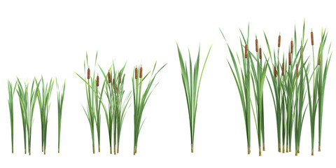 Collection of Typha plants on transparent background