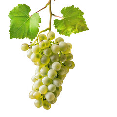 Obraz premium Fresh Green Grapes On A Vine, Isolated On White. Still Life With Healthy Ripe Fruits.