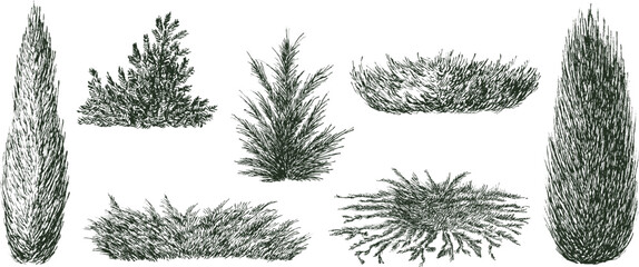 Juniper trees and bush in hand drawn engraving sketch style. Set of pen and ink evergreen decorative garden plants. Vintage monochrome vector illustration. © cgterminal