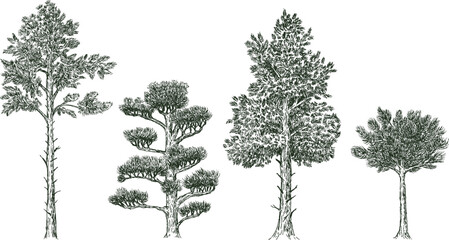 Pine trees in hand drawn engraving sketch style. Set of pen and ink plants art elements. Vintage monochrome vector illustration. © cgterminal