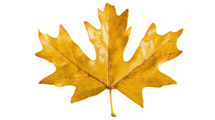 Obraz premium Vibrant yellow maple leaf isolated on transparent background, showing autumn colors