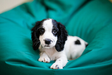 Black and white Russian spaniel puppy lying on a soft green armchair