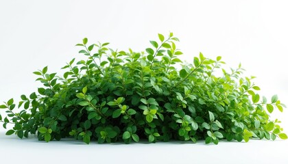 Fototapeta premium Green bush with vibrant leaves isolated on white background. Fresh foliage new growth, vitality. Perfect for nature, gardening, environmental projects. Plants adds natural touch, eco conscious theme.