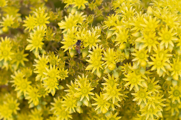 tree aenium flowers with bee yellow pretty flowers close-up spring