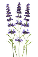 Naklejka premium Lavender Flower Stems On A white Background, Perfect For Spring, Floral Or Aromatherapy Designs.