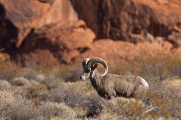 Desert Bighorn Sheep Ram in Valley of Fire State Park Nevada in Winter