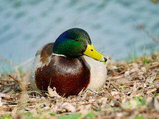 Mallard duck. Portrait of a colorful drake by a pond. Animal portrait.