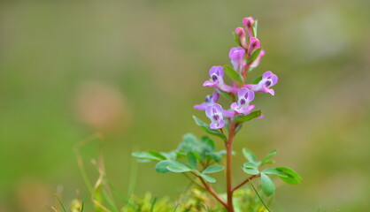  Corydalis 1267