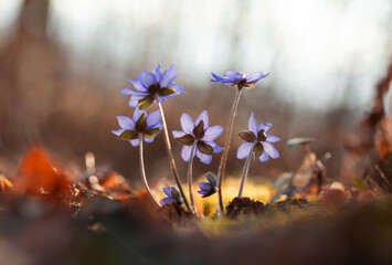 Wiosenne kwiaty, Przylaszczka pospolita, wiosna 2025. © mycatherina