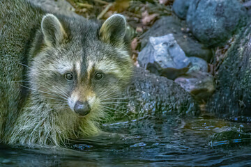 Close-up of a Curious Raccoon Procyon lotor Standing in Water with Distinctive Mask and Textured...