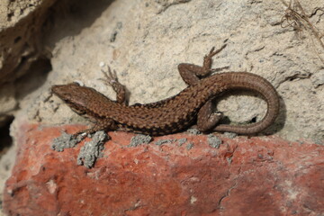 un lézard posé sur une brique rouge, avec un arrière-plan de mur de pierre