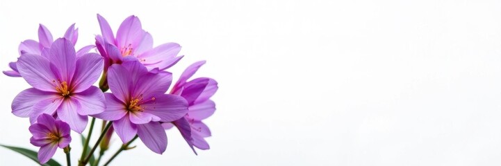 Cluster of vibrant purple flowers, stark white backdrop ,  bloom,  pastel, purple