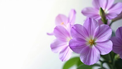 Delicate purple blooms isolated on pure white , studio, lavender, vibrant