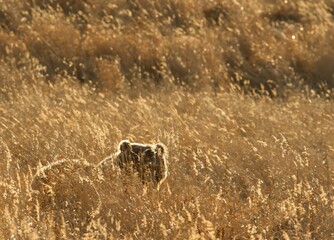Kodiak Brown Bear in tall grass at sunrise