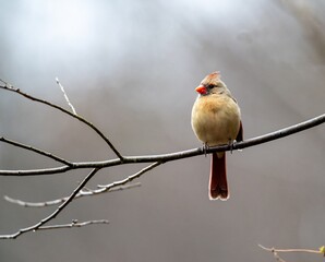 Female Cardinal on Branch