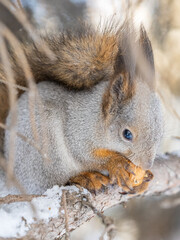 The squirrel with nut sits on tree in the winter or late autumn