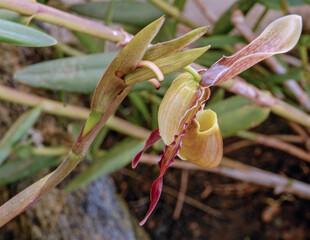 Savannah wild orchid, Mandocella ciliata (Morel) Garay. Brasilia National Forest, Brazil, Sept, 2022