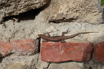 un lézard en gros plan se réchauffant au soleil posé sur une brique, avec un arrière-plan de mur de pierre