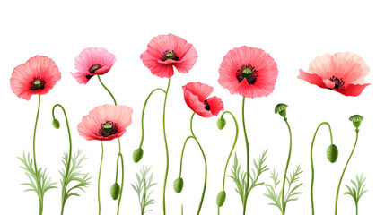 Obraz premium Vibrant red and pink poppies with green stems and buds against white background