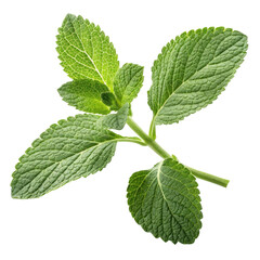 fresh green herb sprig isolated on transparent background