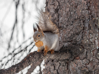 The squirrel with nut sits on tree in the winter or late autumn