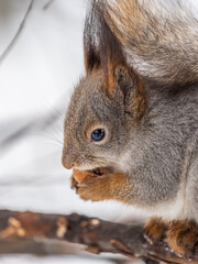 The squirrel with nut sits on tree in the winter or late autumn