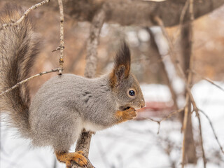 The squirrel with nut sits on tree in the winter or late autumn
