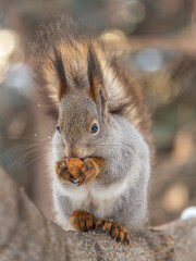 The squirrel with nut sits on tree in the winter or late autumn