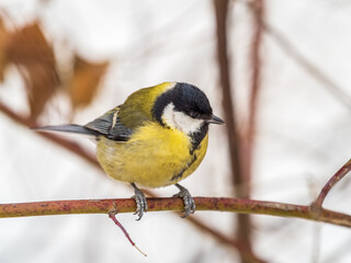 Fototapeta premium Cute bird Great tit, songbird sitting on a branch without leaves in the autumn or winter.