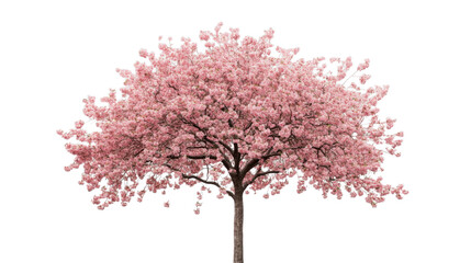Fototapeta premium Blooming cherry tree with pink flowers on transparent background