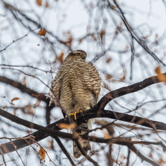 A Eurasian sparrowhawk perched on a branch of a tree outdoors.
