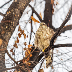 A Eurasian sparrowhawk perched on a branch of a tree outdoors.