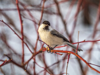 Cute bird the willow tit, song bird sitting on a branch without leaves in the winter.