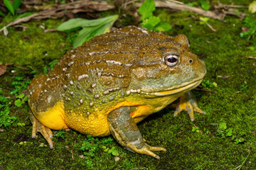 A beautiful giant bullfrog (Pyxicephalus adspersus), also known as the South African burrowing frog, or African bullfrog