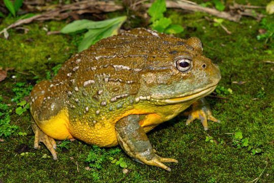 A beautiful giant bullfrog (Pyxicephalus adspersus), also known as the South African burrowing frog, or African bullfrog