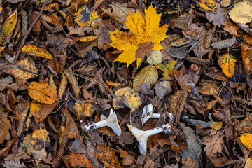 Torn white mushrooms lie on the autumn forest floor and maple leaves.