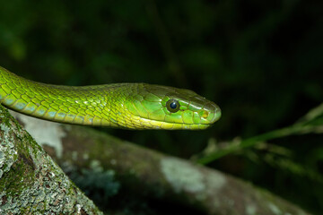 A deadly adult eastern green mamba (Dendroaspis angusticeps) climbing a tree, in the wild
