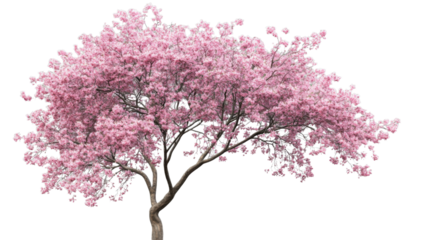 Blooming pink cherry blossom tree on transparent background