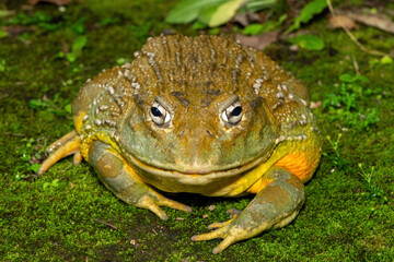A beautiful giant bullfrog (Pyxicephalus adspersus), also known as the South African burrowing...