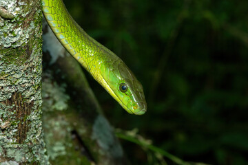 A deadly adult eastern green mamba (Dendroaspis angusticeps) climbing a tree, in the wild