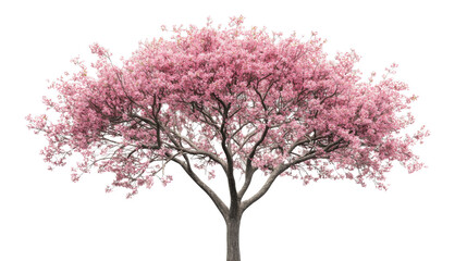 Blooming pink tree isolated on transparent background with lush flowers