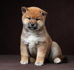 Cute funny shiba inu puppy on brown background