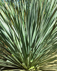 Yucca plant