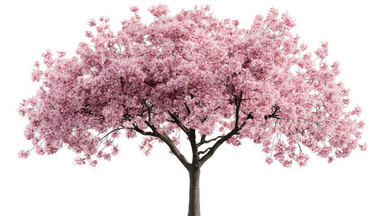Blooming cherry tree with pink flowers on transparent background